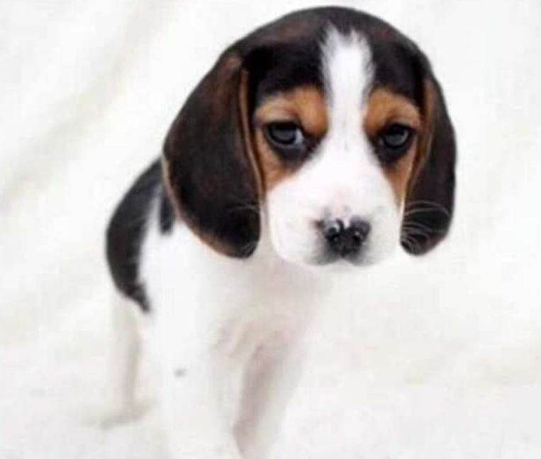 比格犬