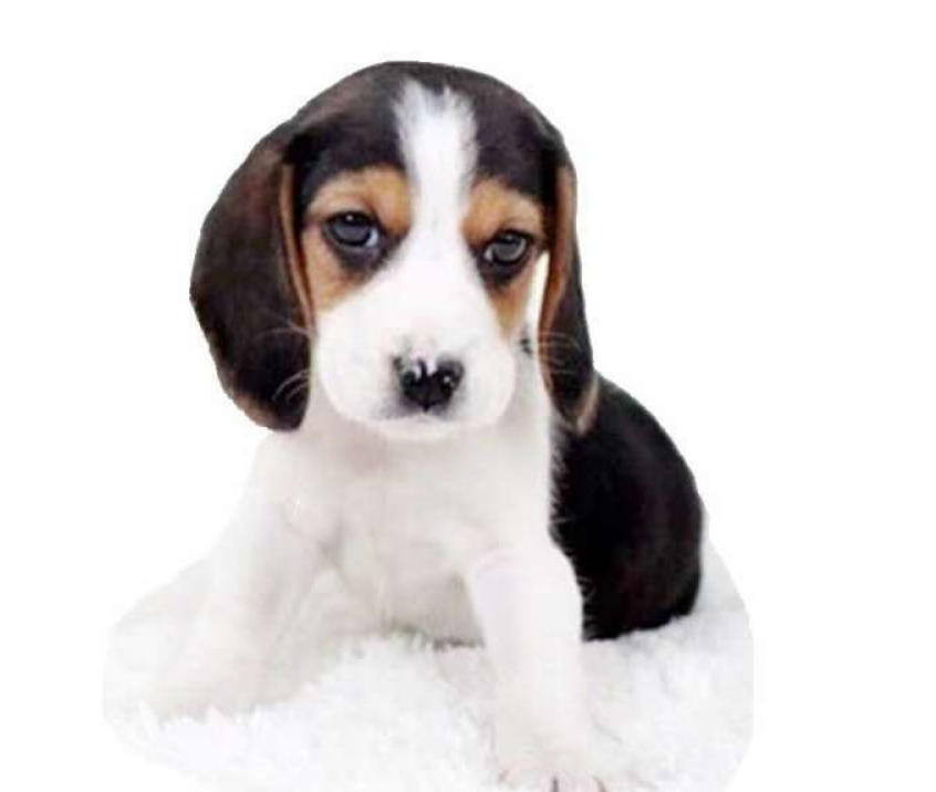 比格犬