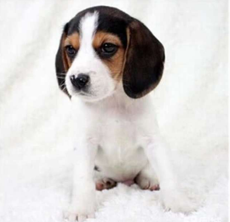 比格犬