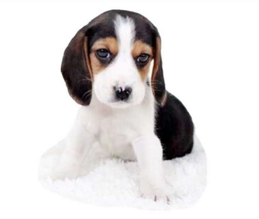 比格犬