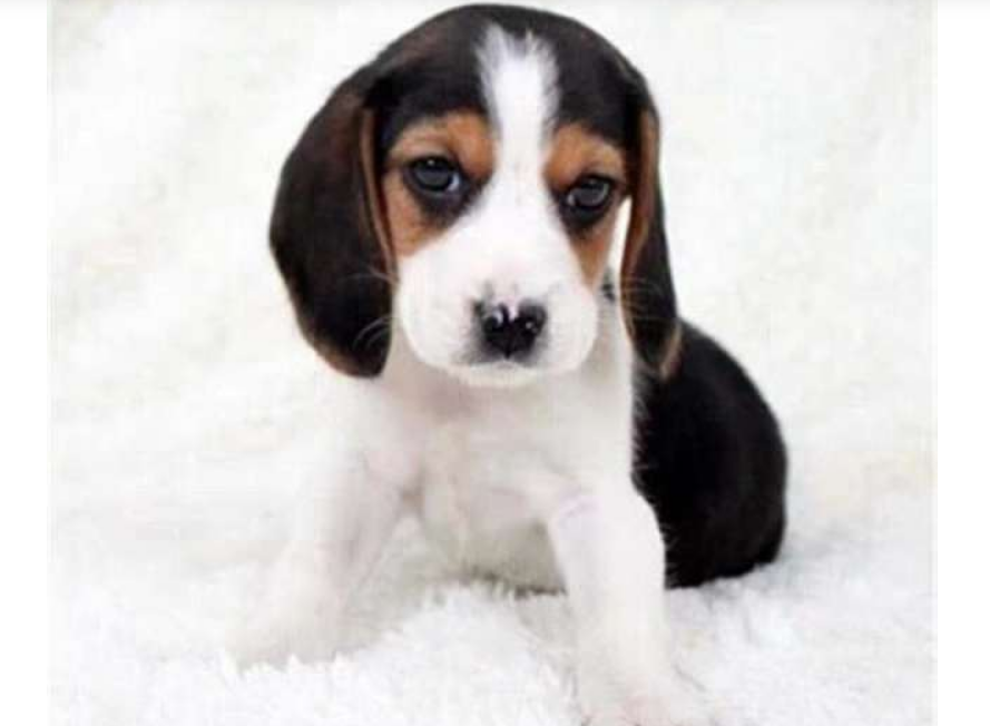 比格犬