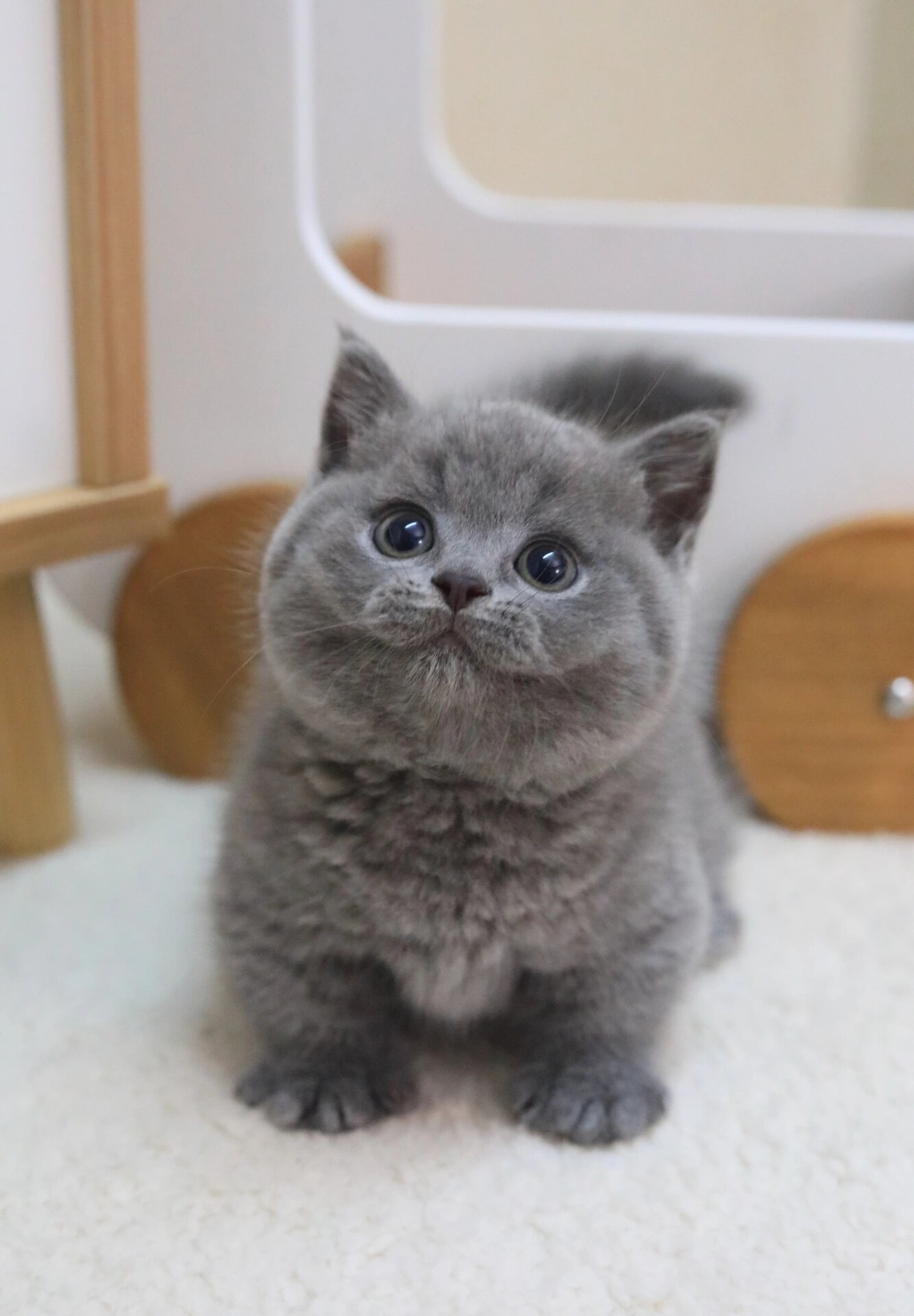蓝猫