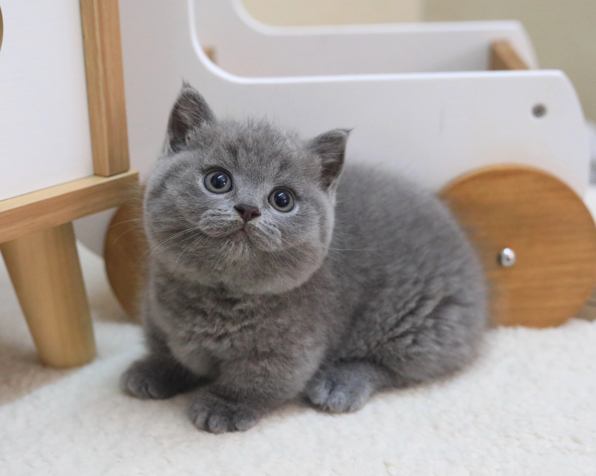 蓝猫