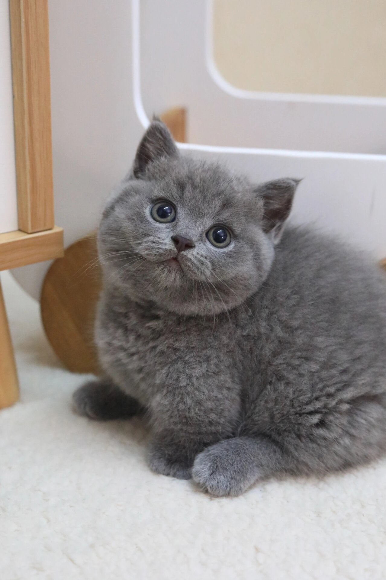 蓝猫