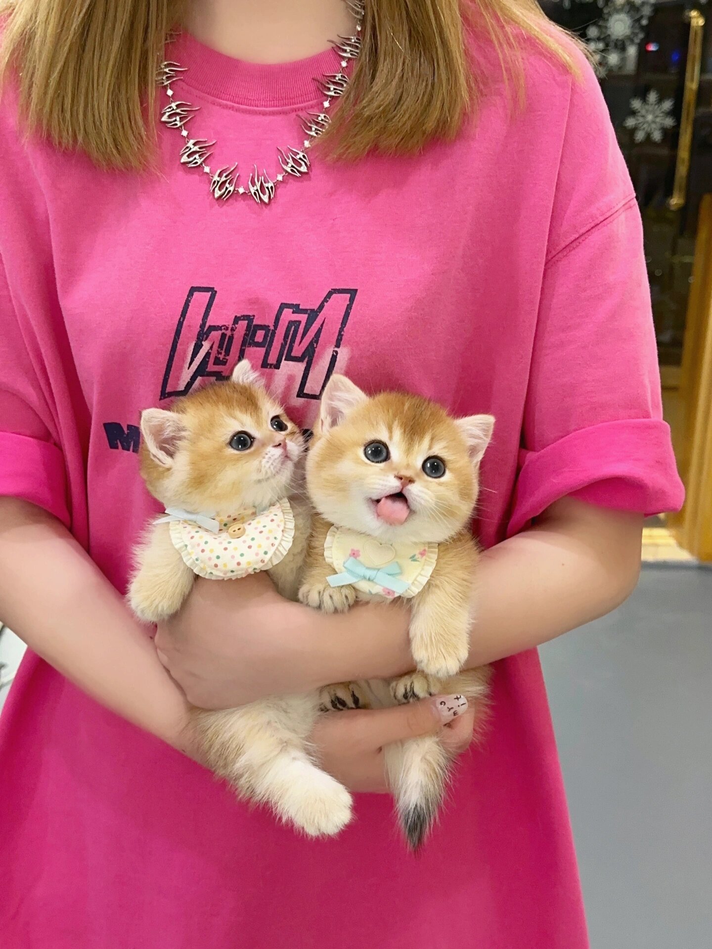 金渐层猫