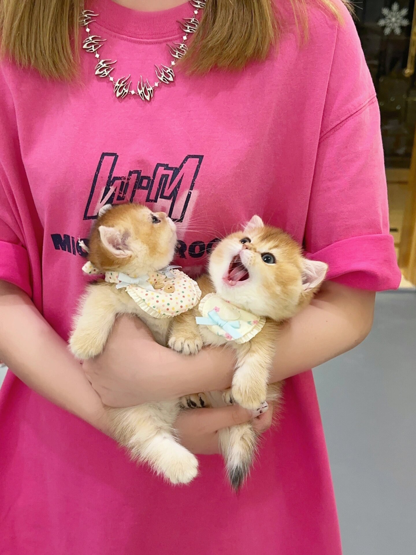 金渐层猫