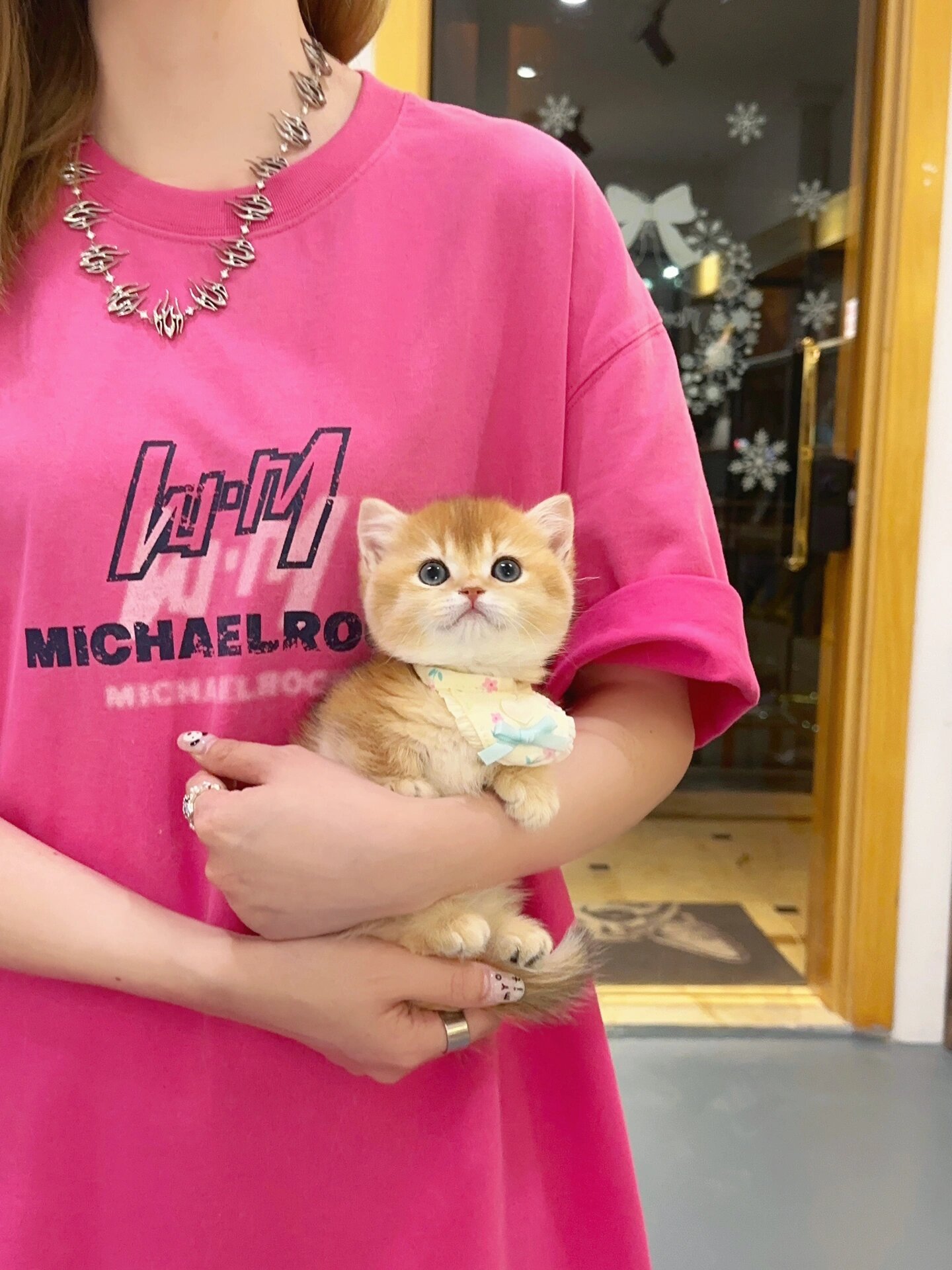 金渐层猫