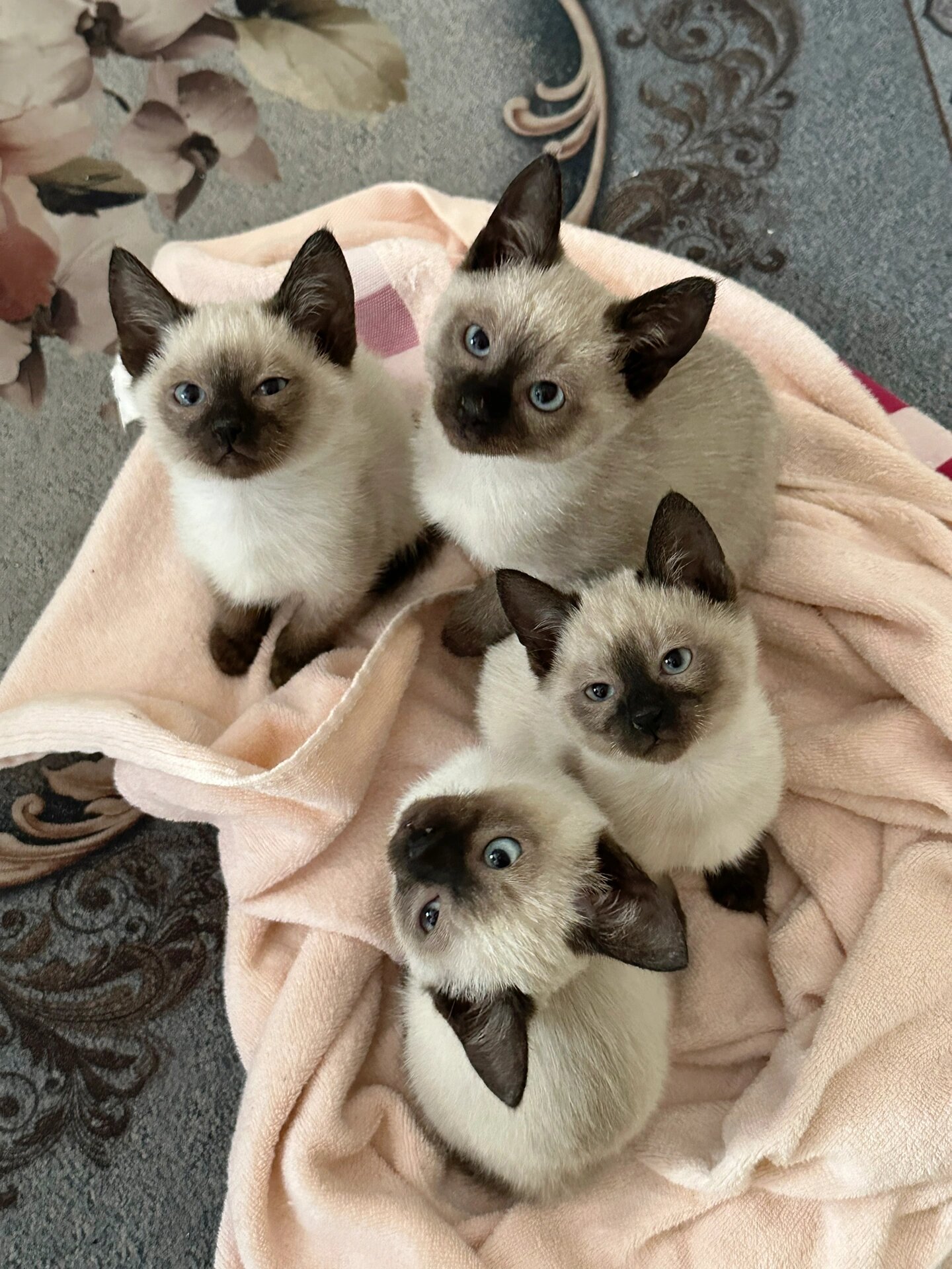 暹罗猫