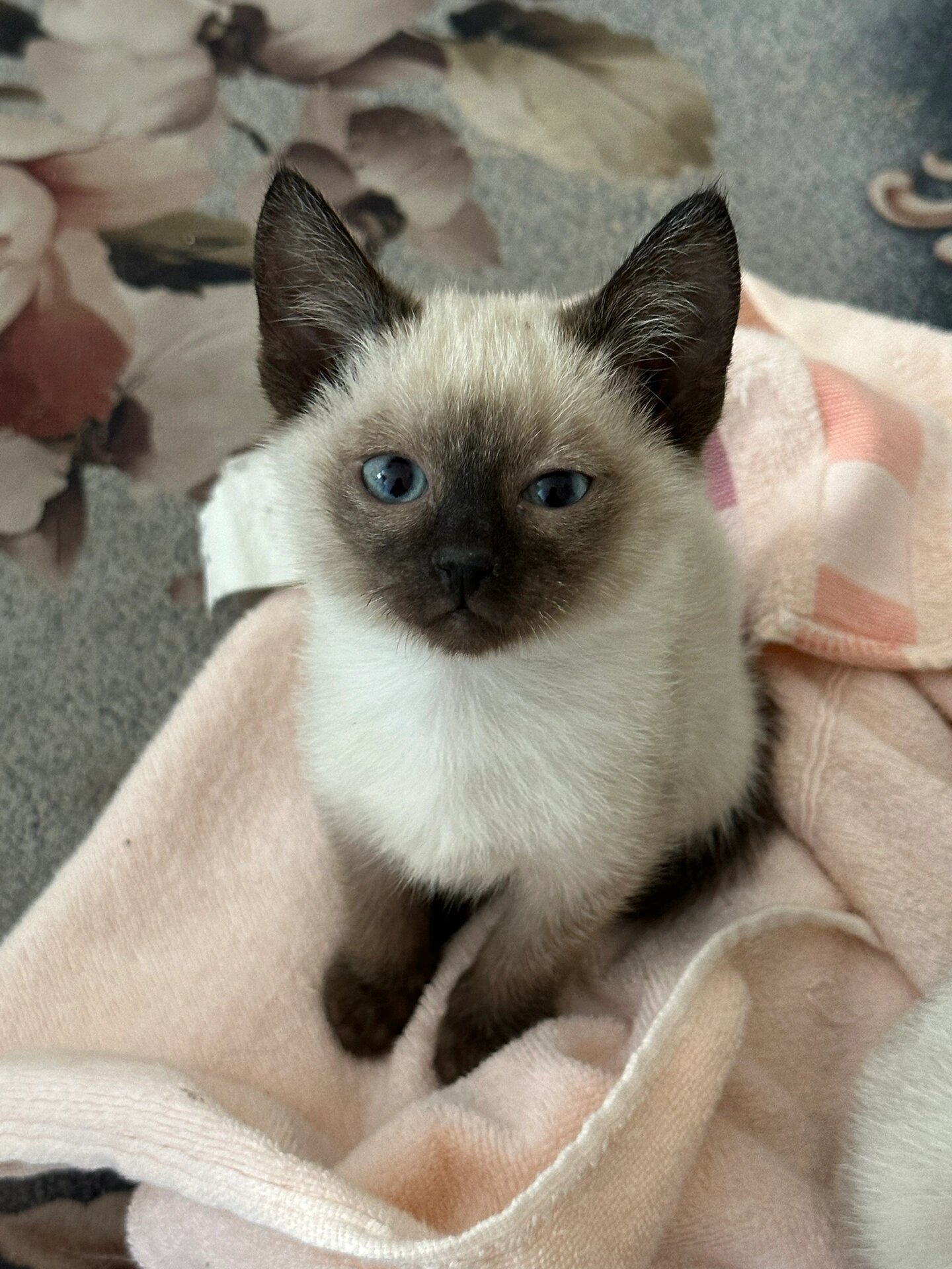 暹罗猫