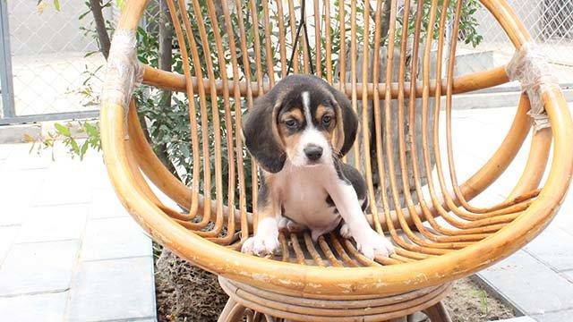 比格犬