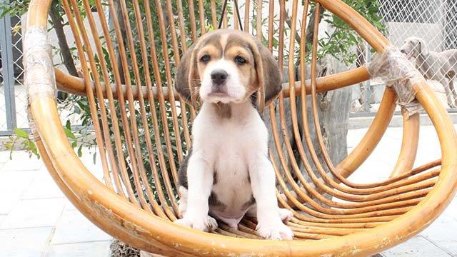 比格犬