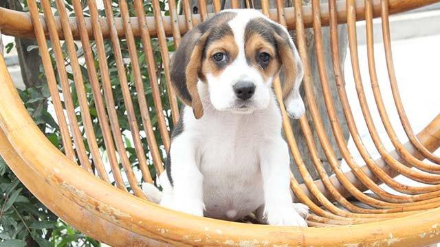 比格犬