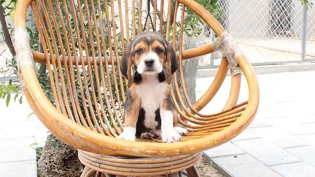 比格犬