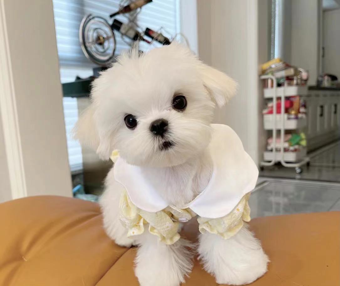 马尔济斯犬