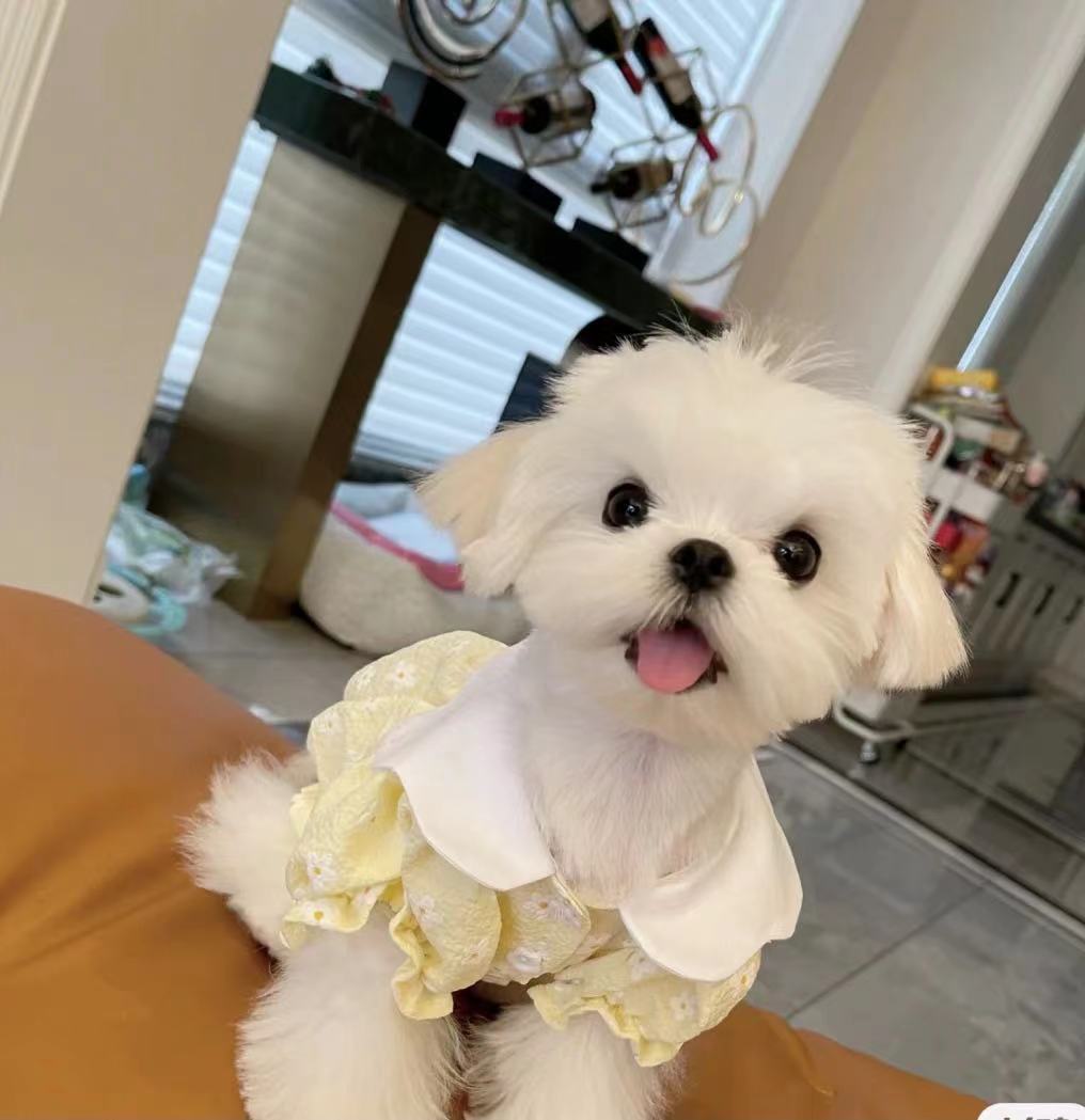 马尔济斯犬