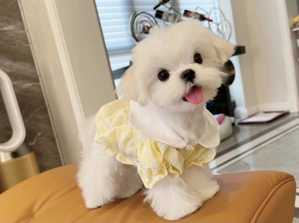 马尔济斯犬