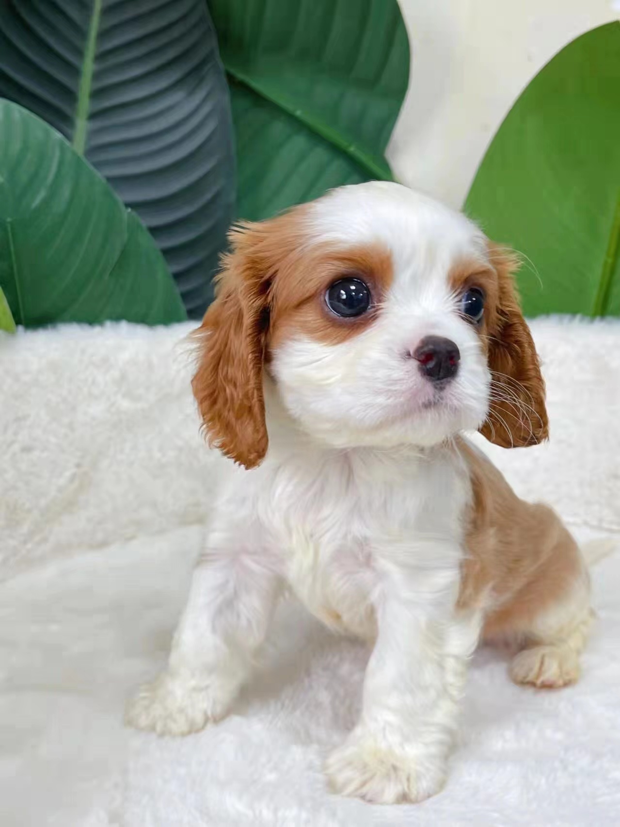 查理王小猎犬