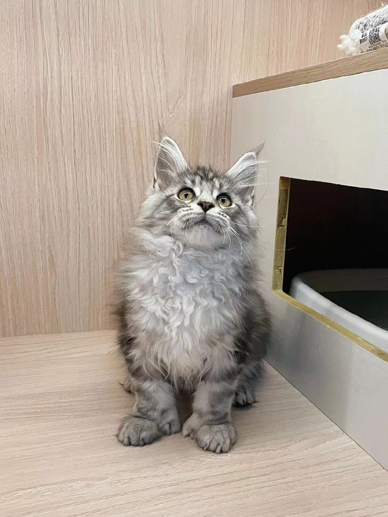 缅因猫
