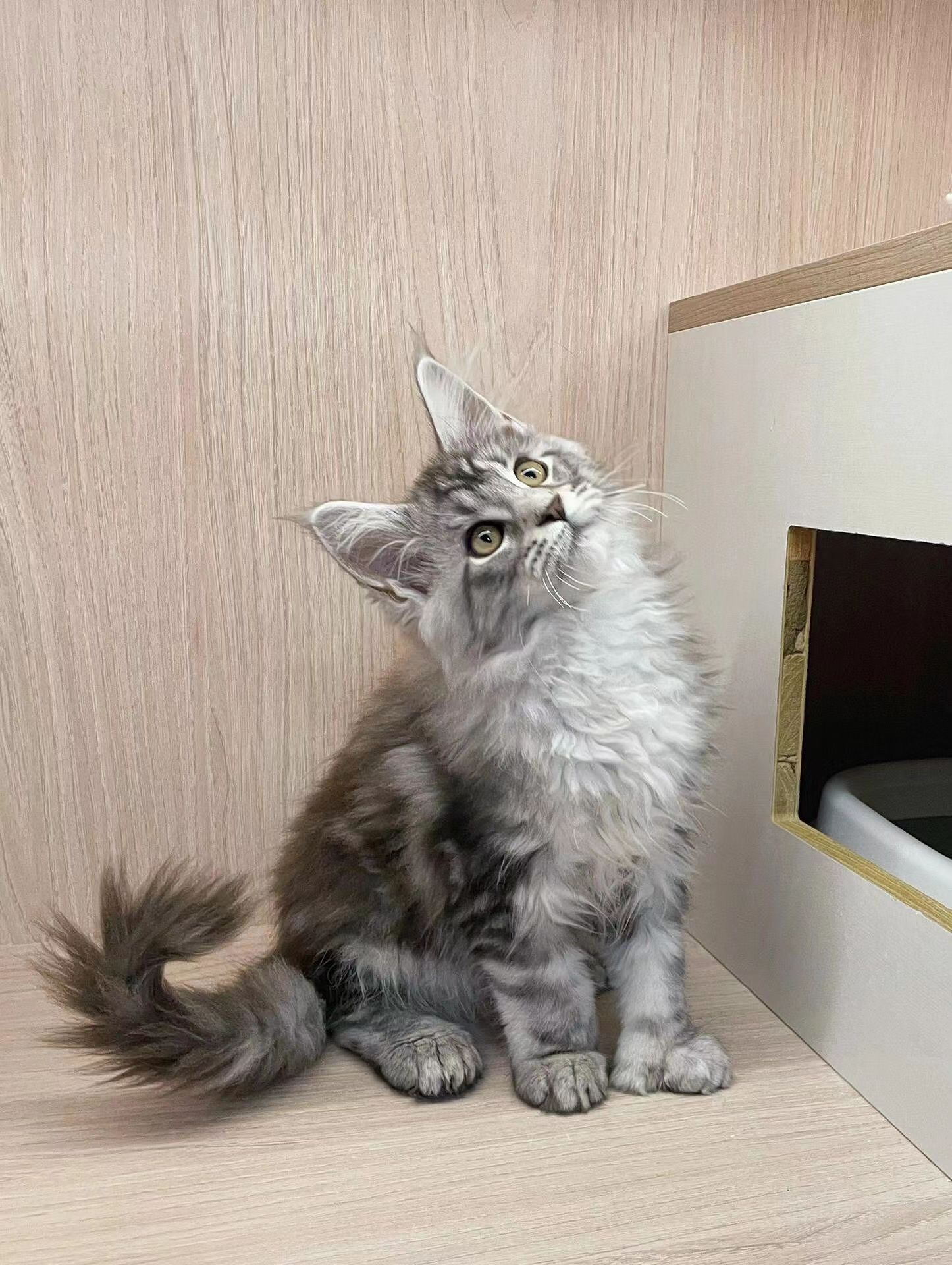 缅因猫