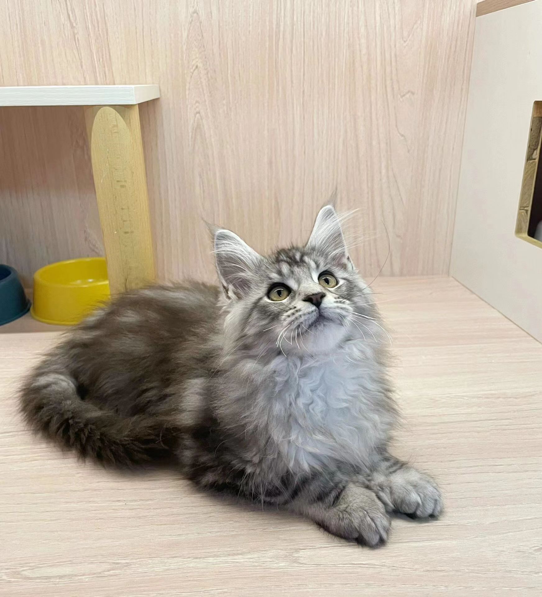 缅因猫