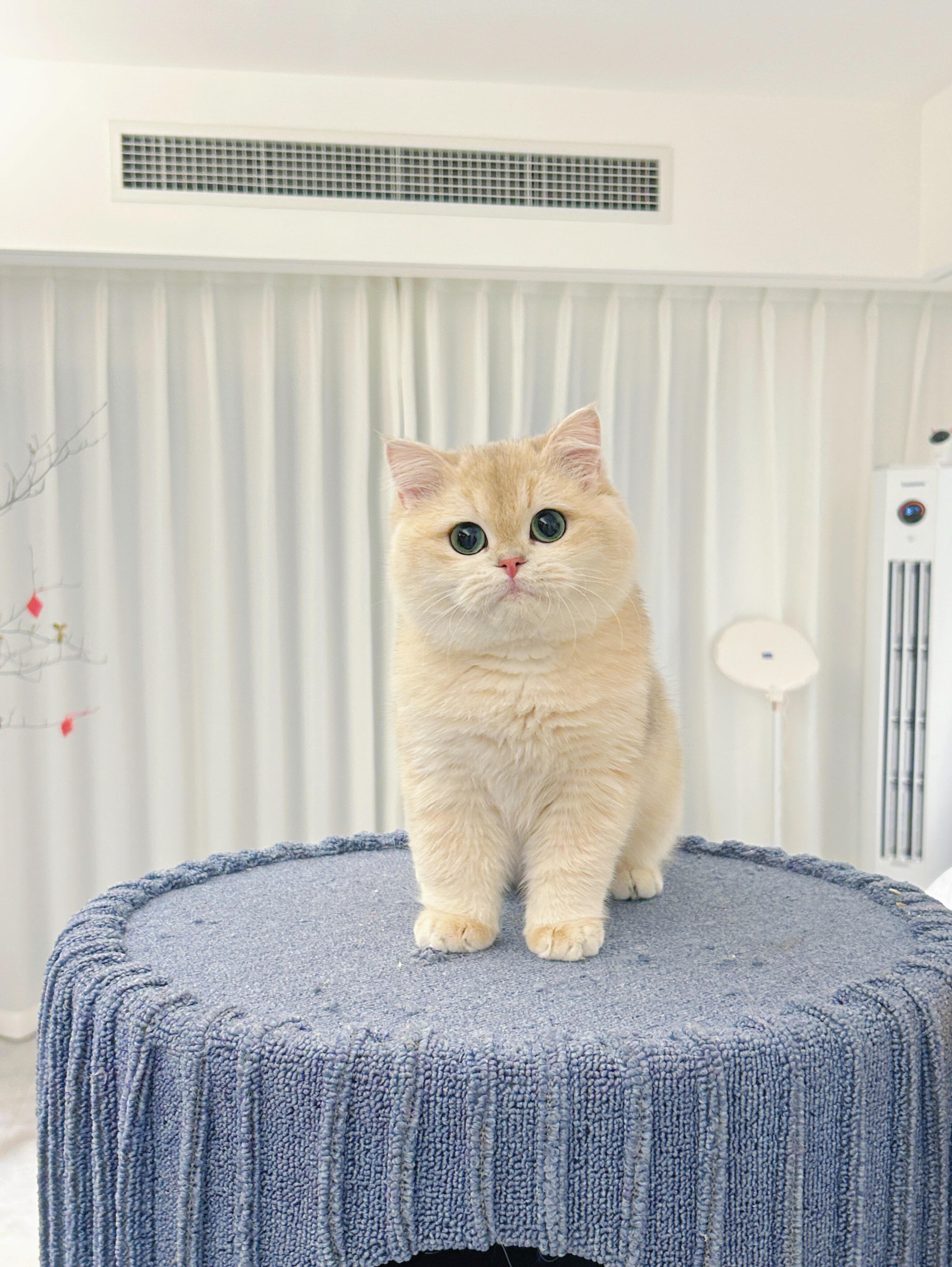 蓝金渐层猫咪