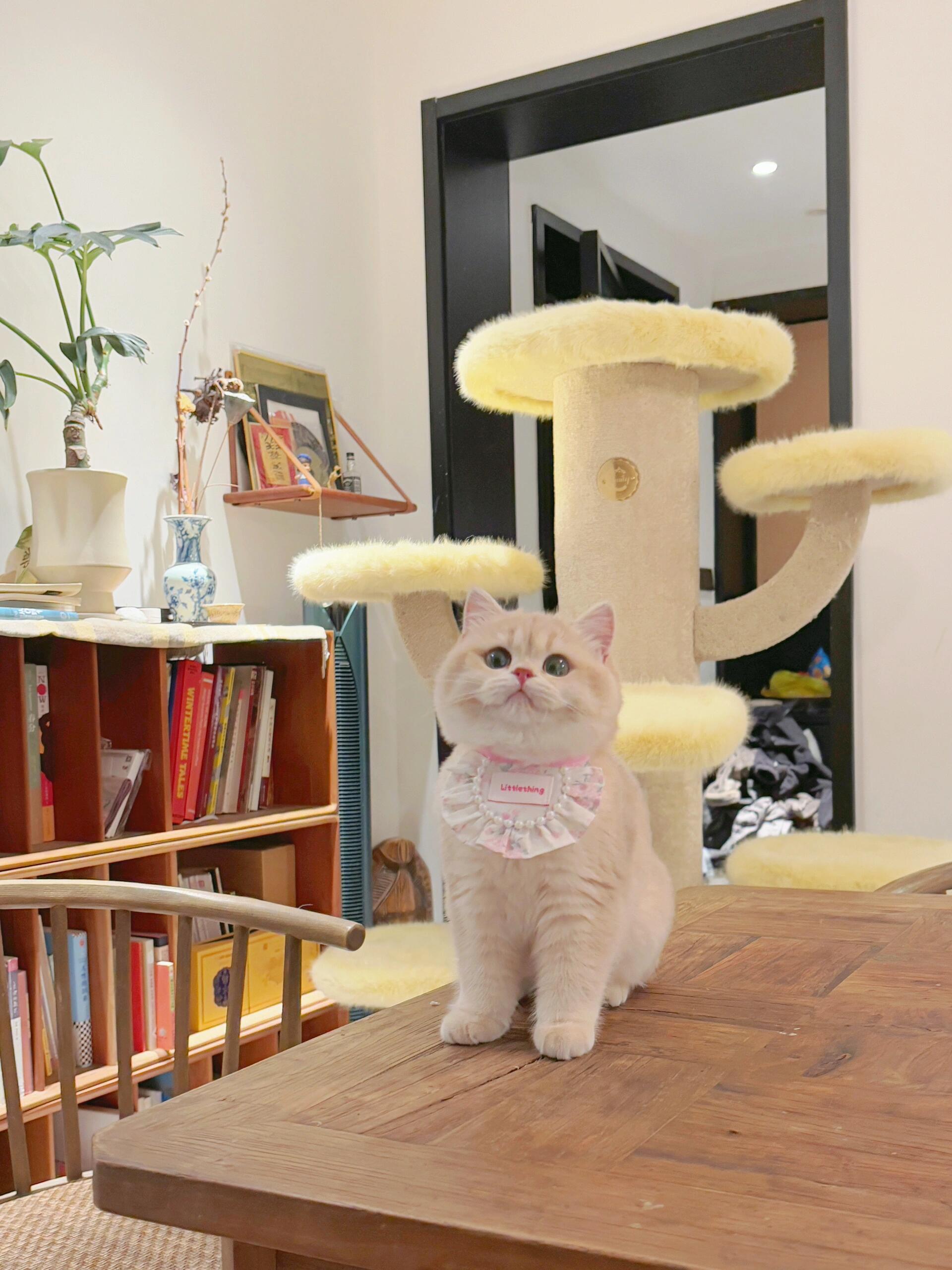 紫金渐层猫