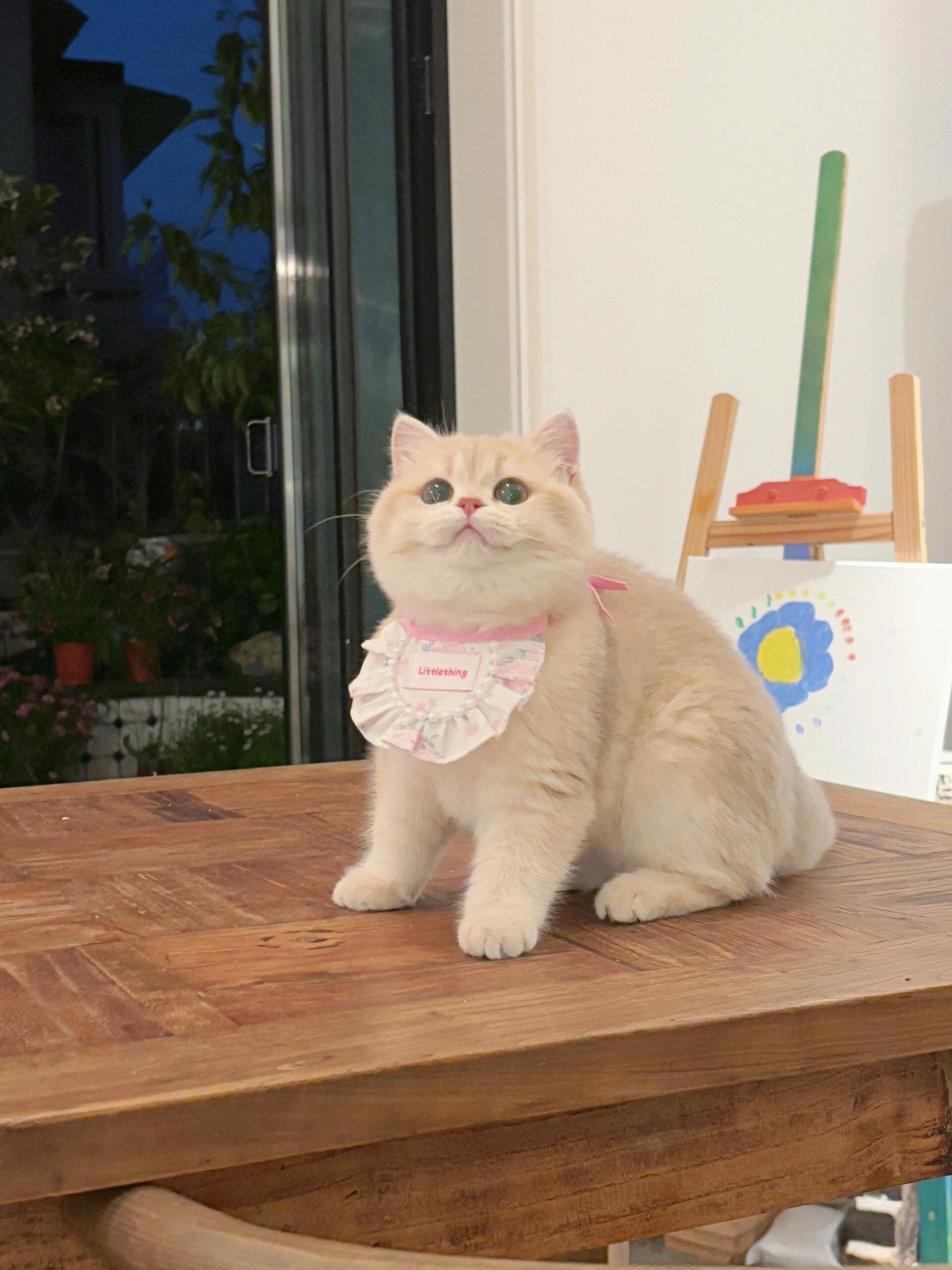 紫金渐层猫