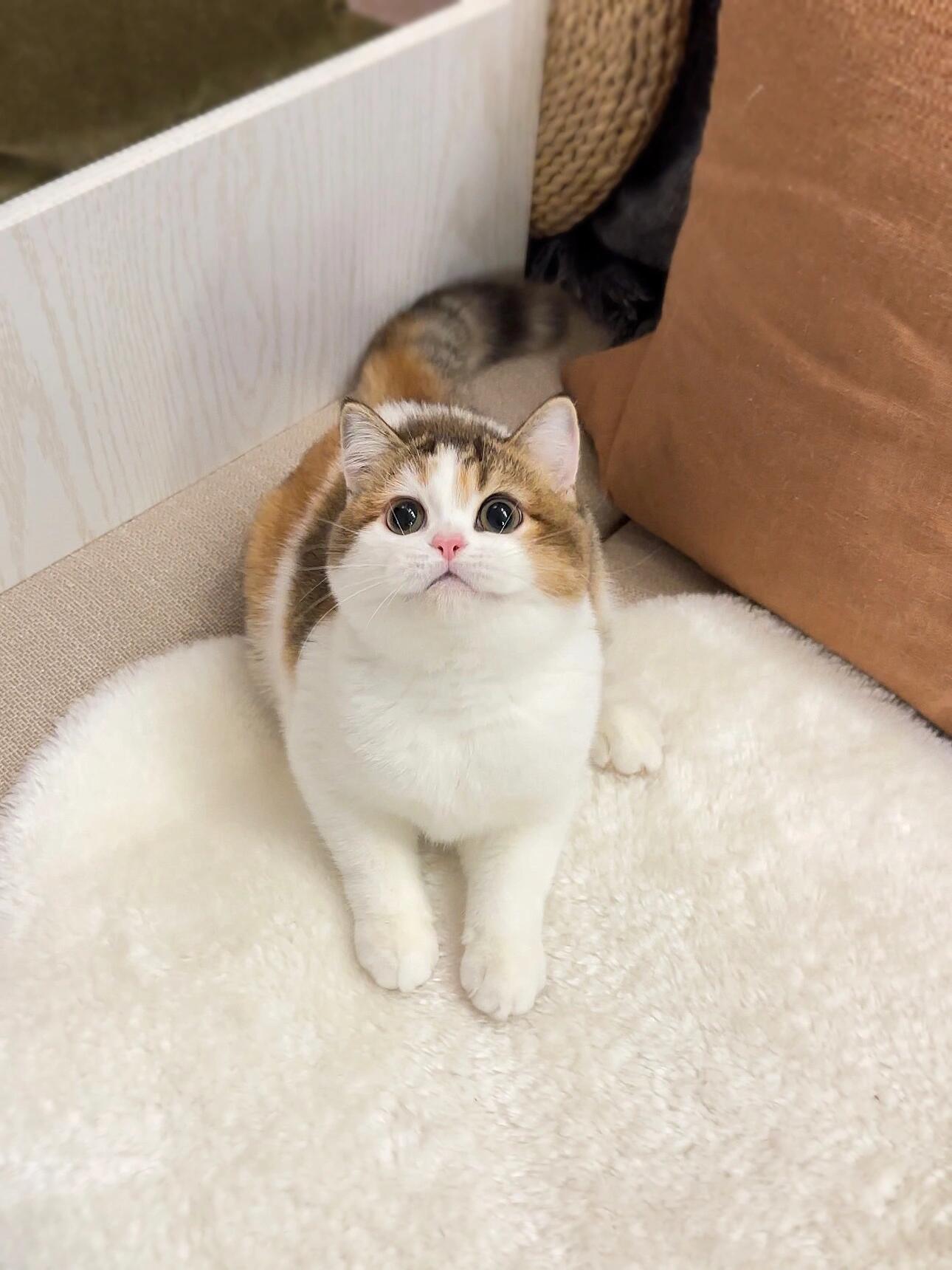 三花猫
