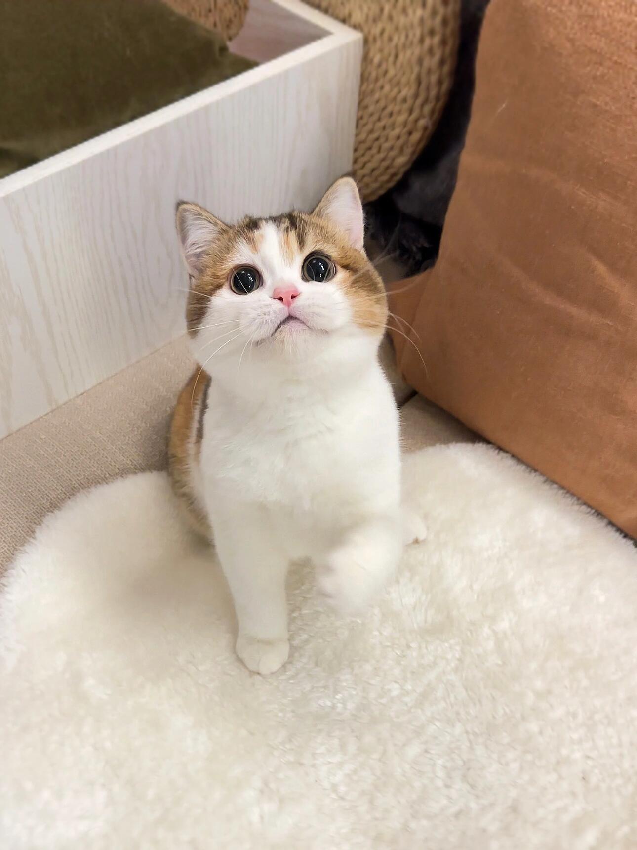 三花猫
