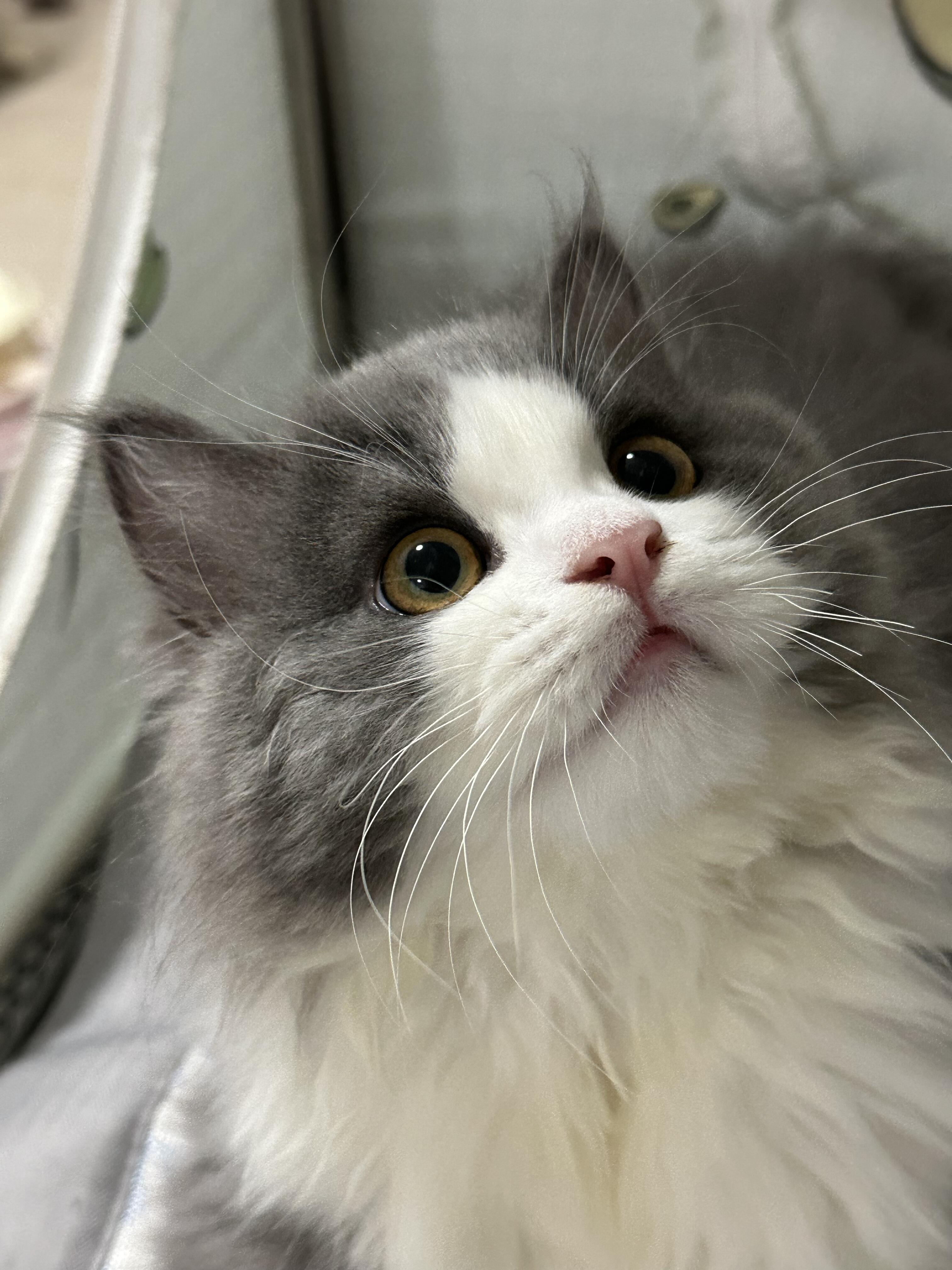 蓝白高地猫