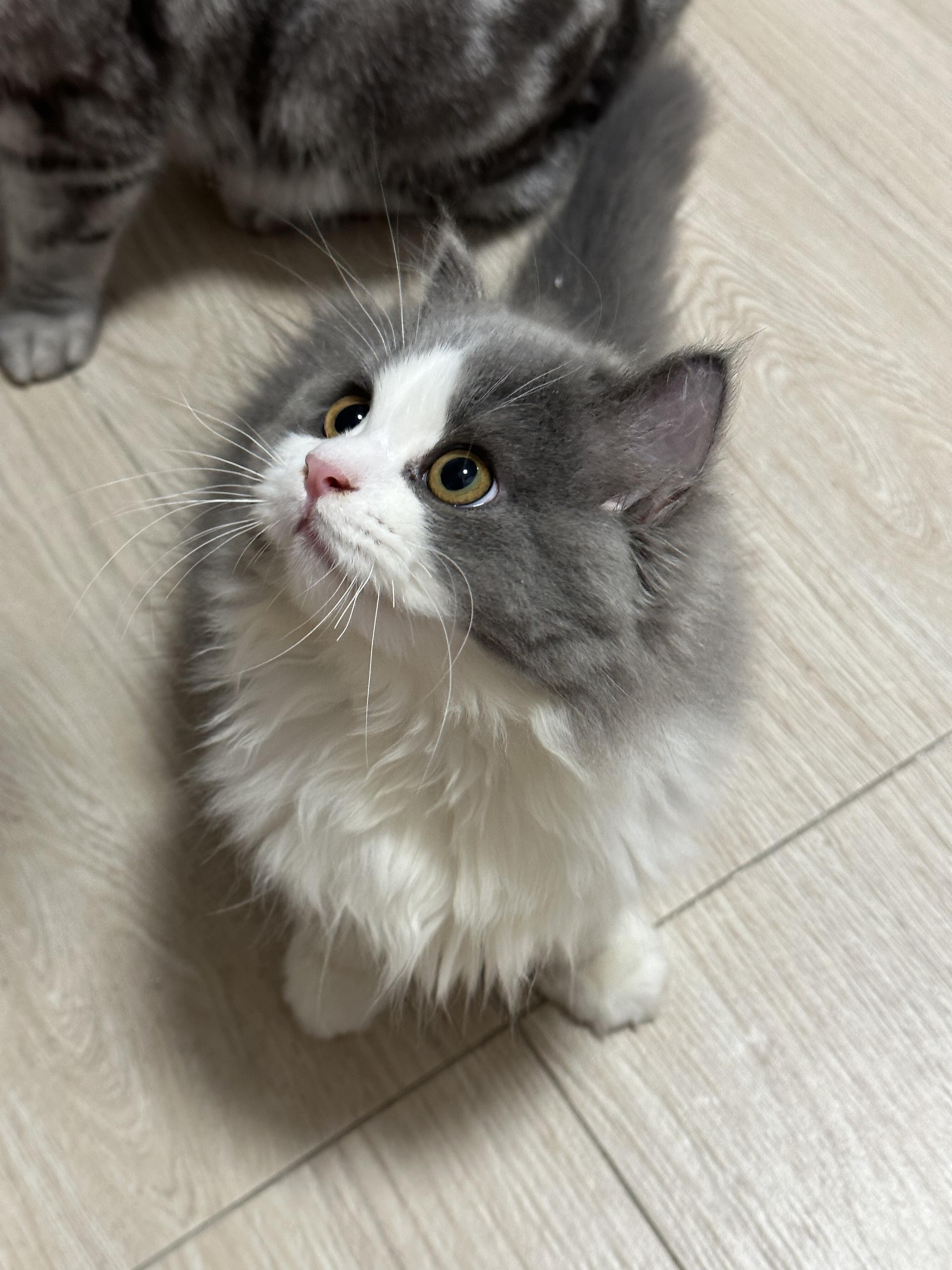 蓝白高地猫