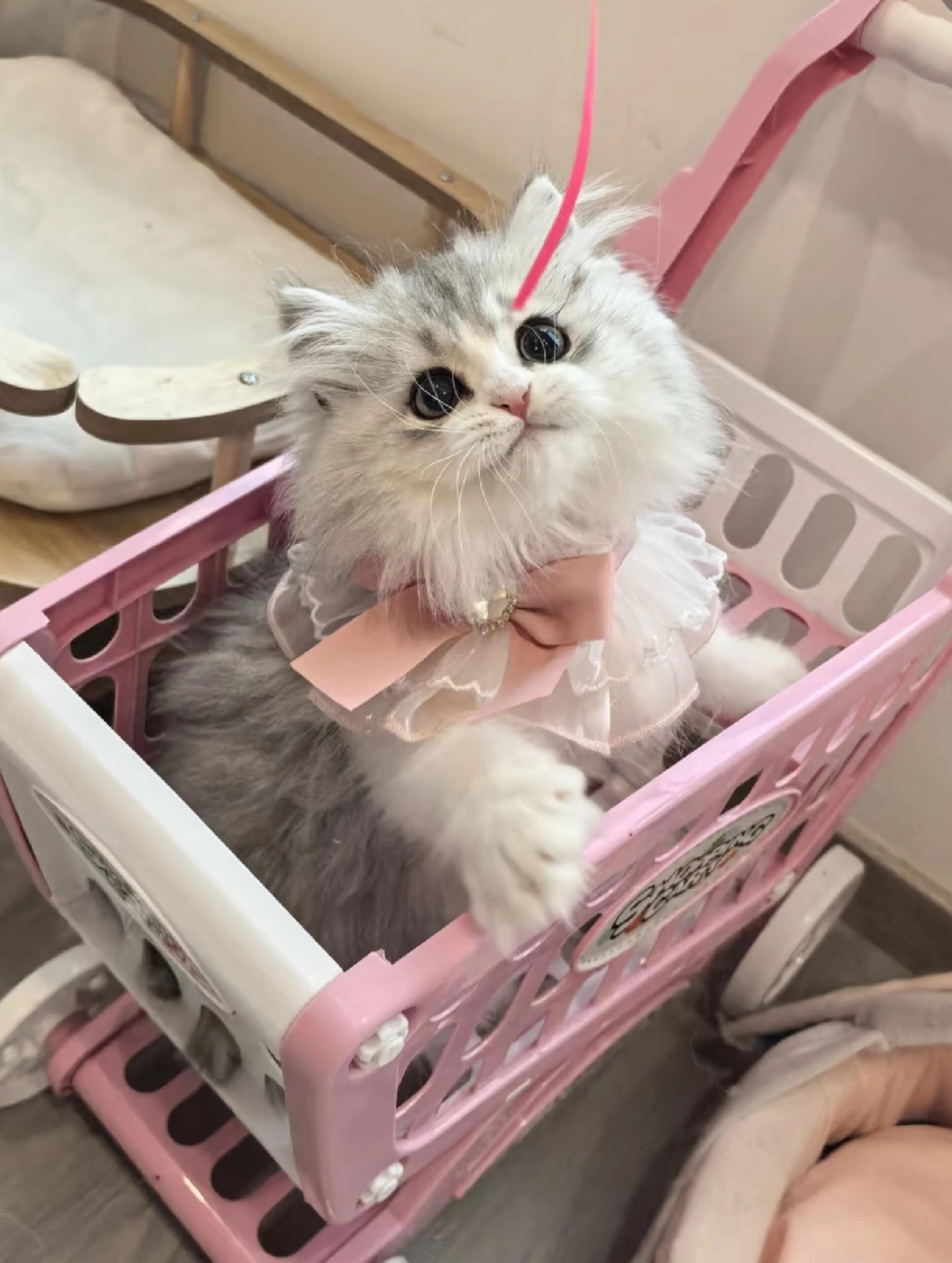 银白猫
