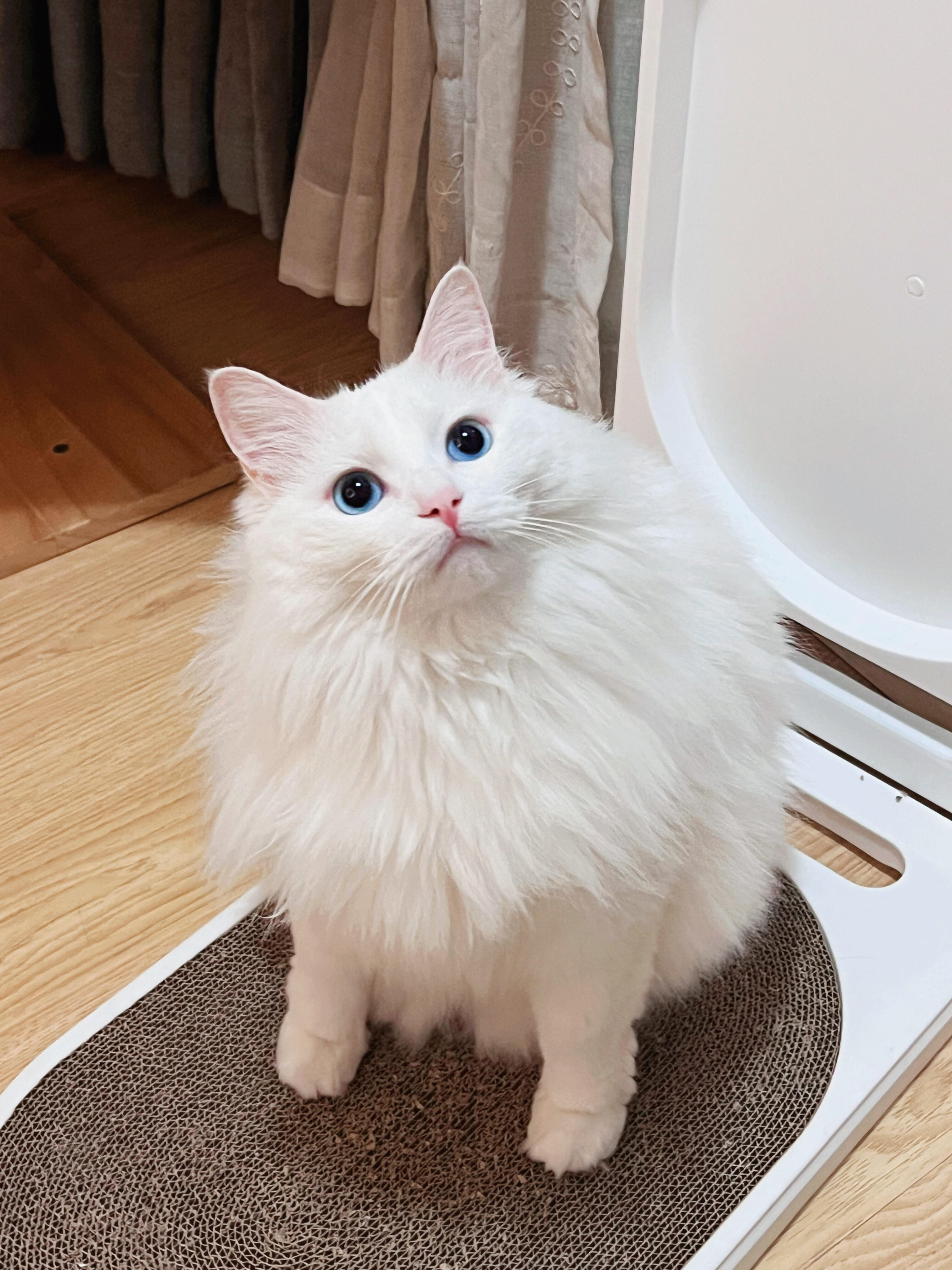 狮子猫