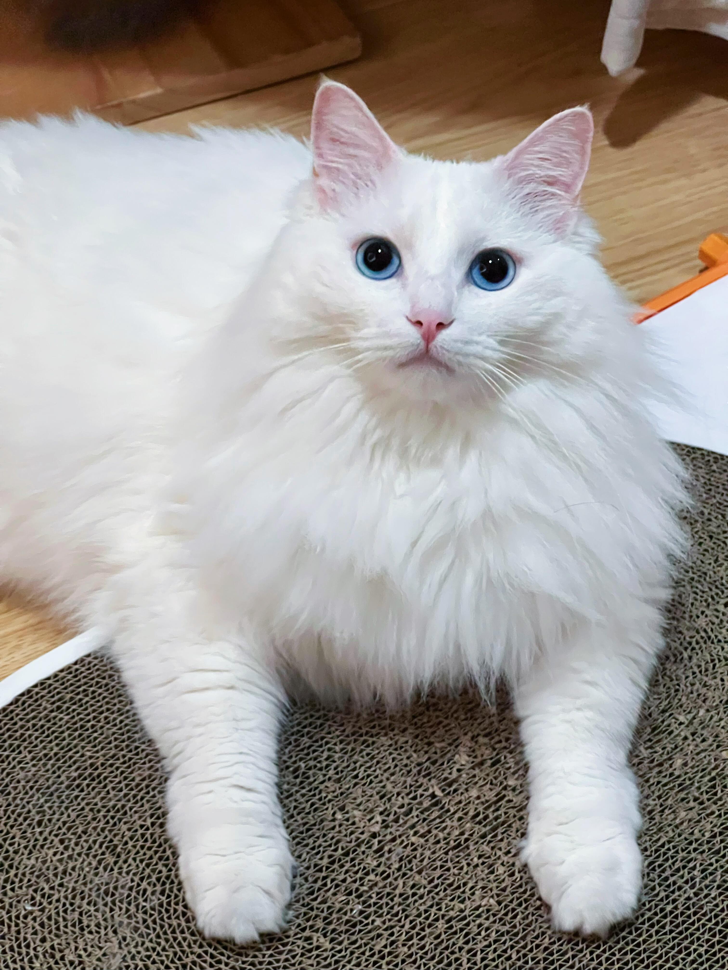 狮子猫