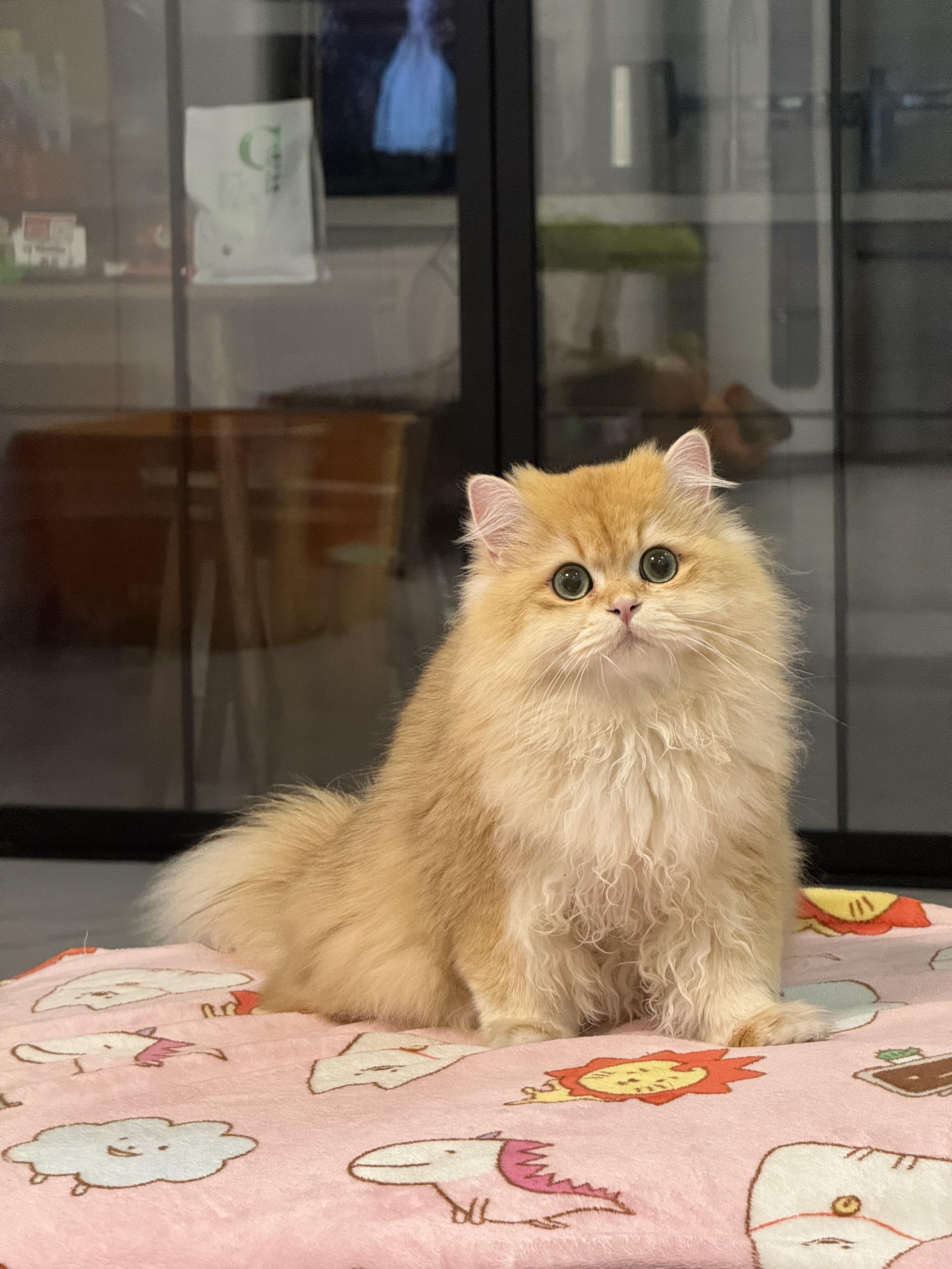 长毛金渐层猫