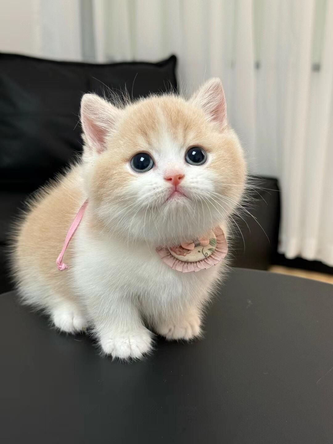 乳白矮脚猫