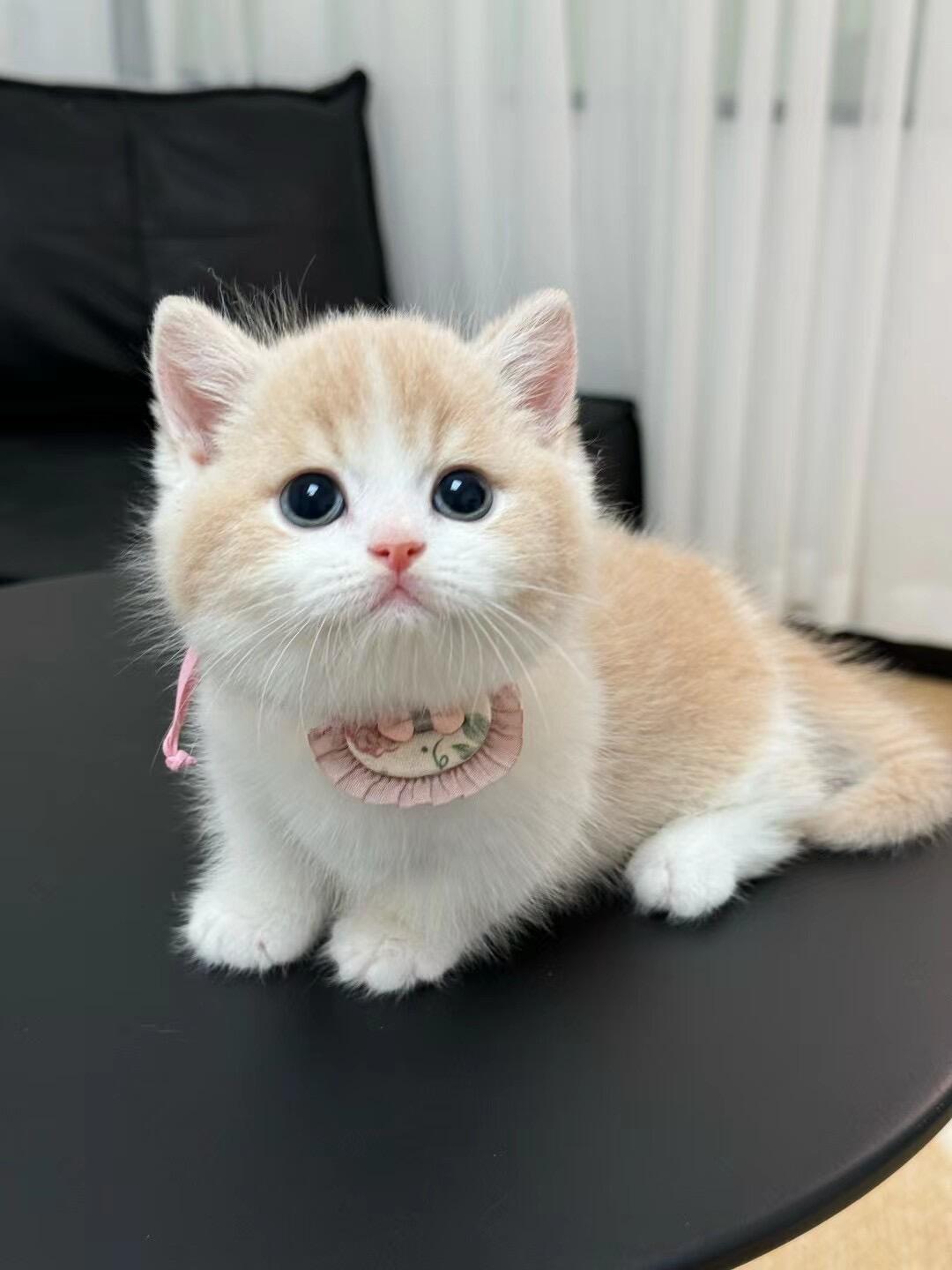 乳白矮脚猫