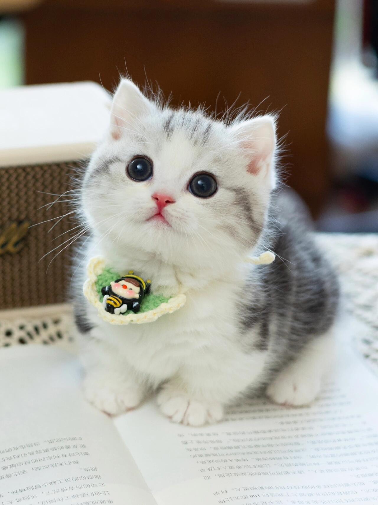 曼基康猫咪
