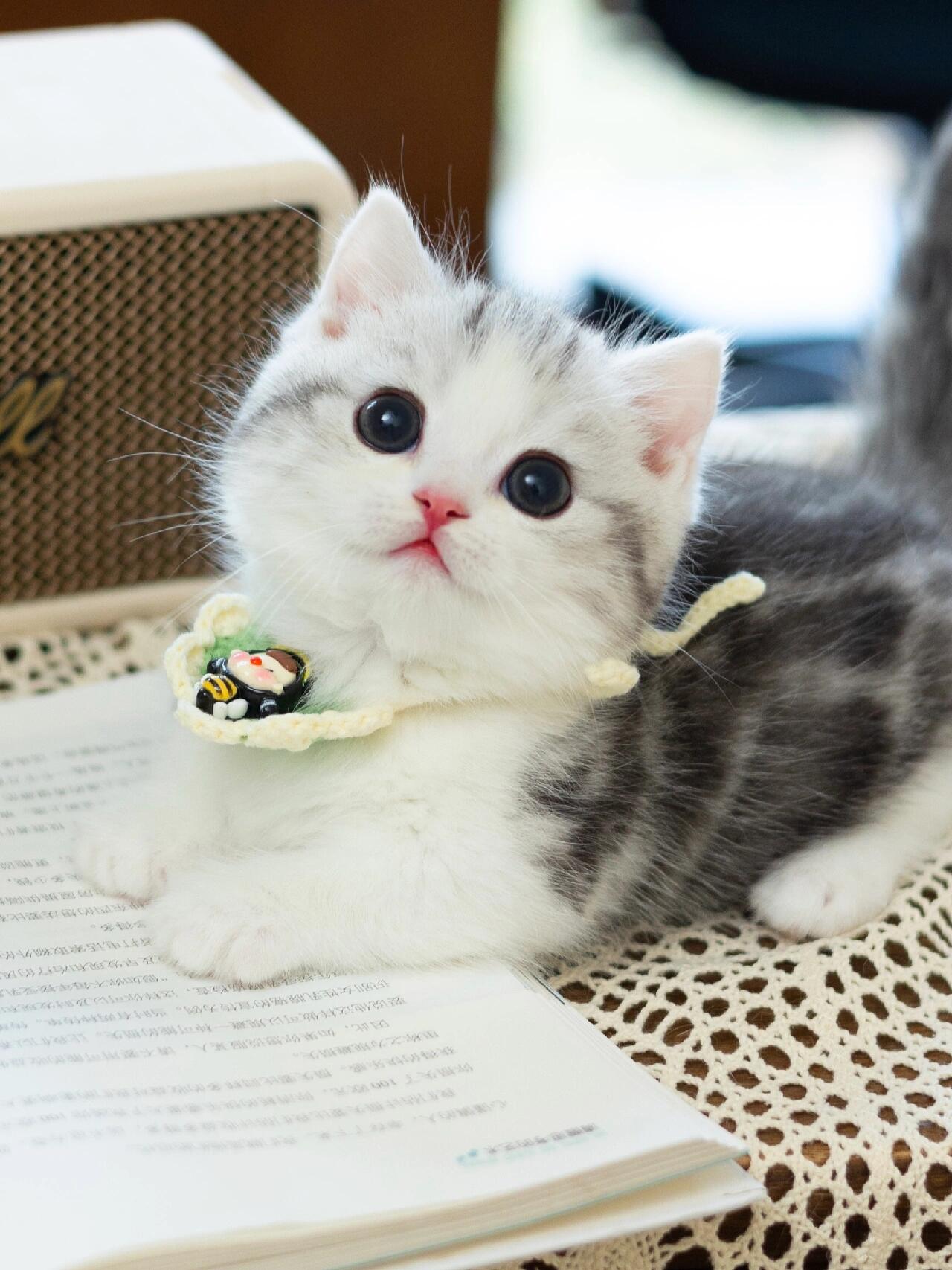 曼基康猫咪