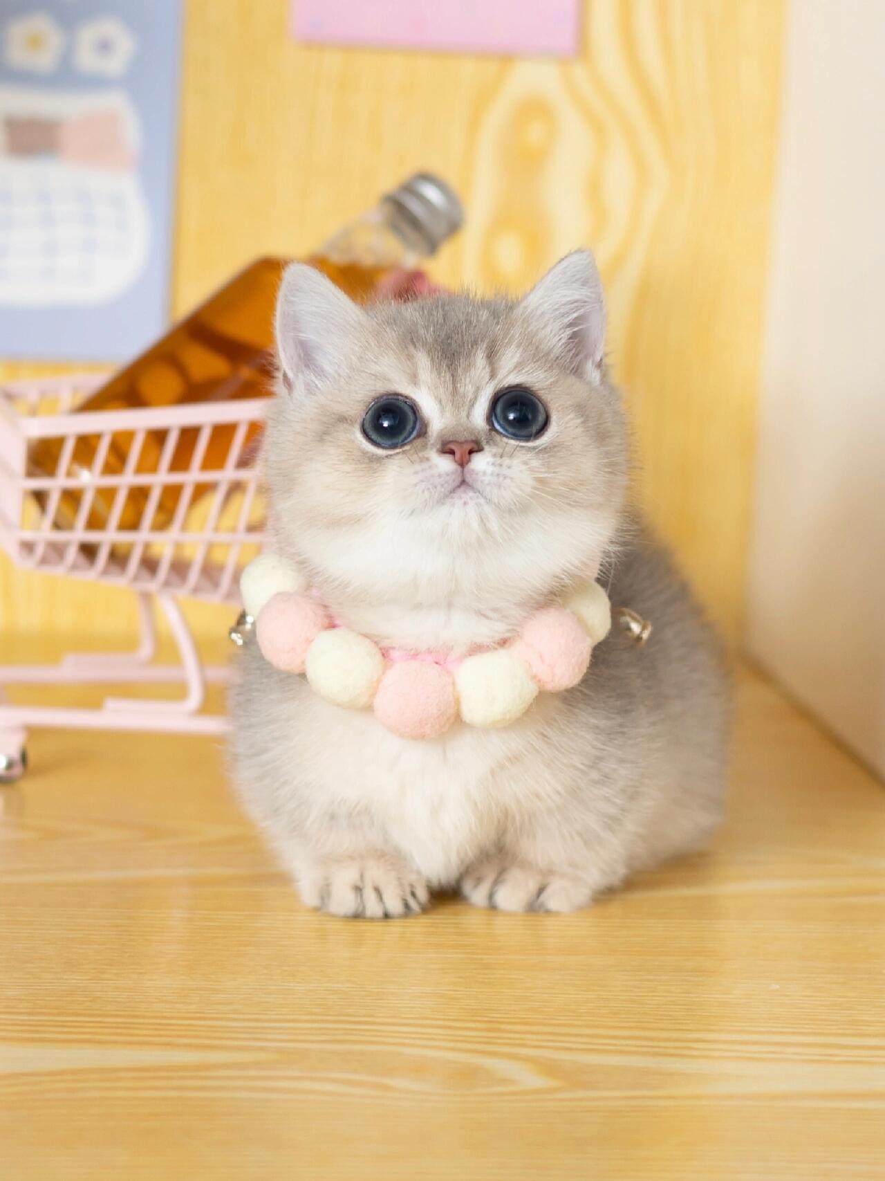 曼基康矮脚猫