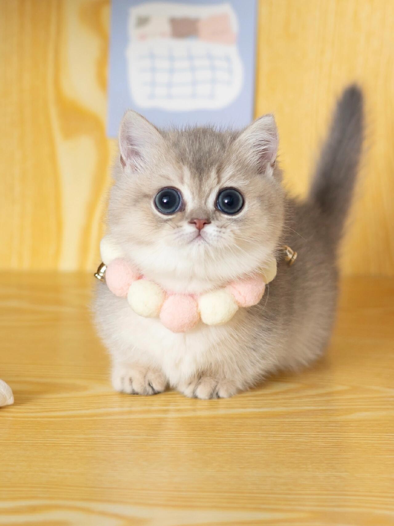 曼基康矮脚猫