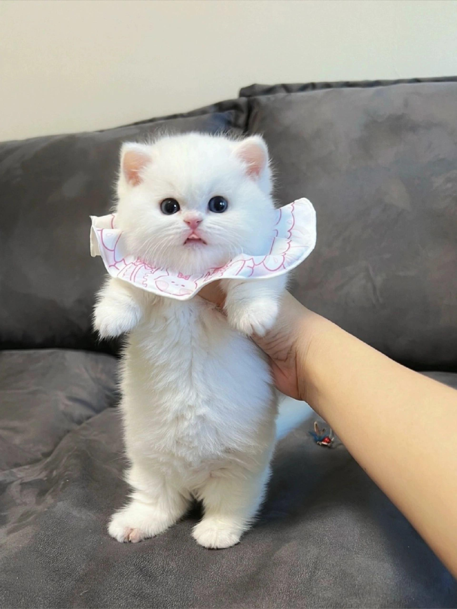 纯白矮脚猫
