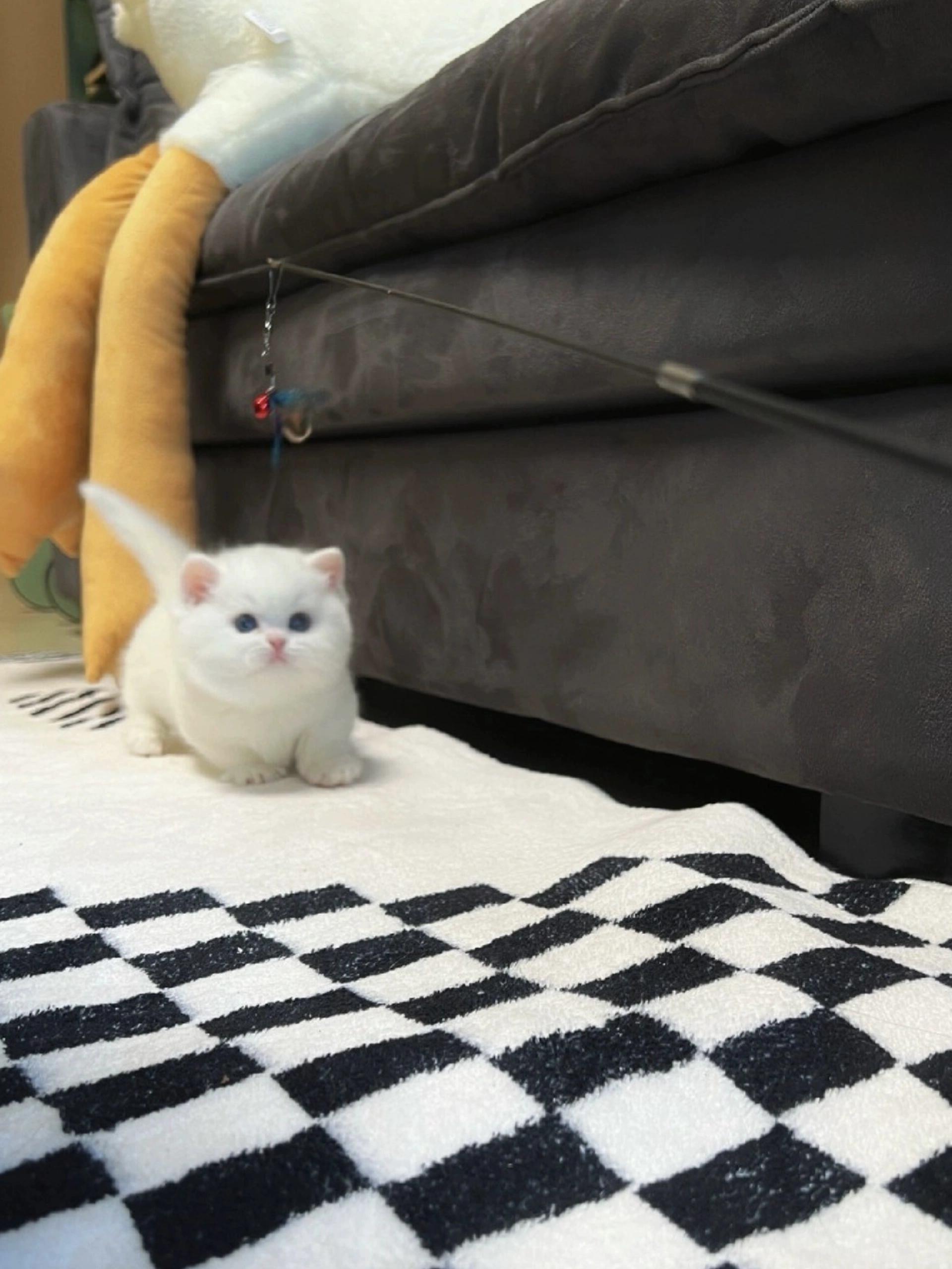 纯白矮脚猫