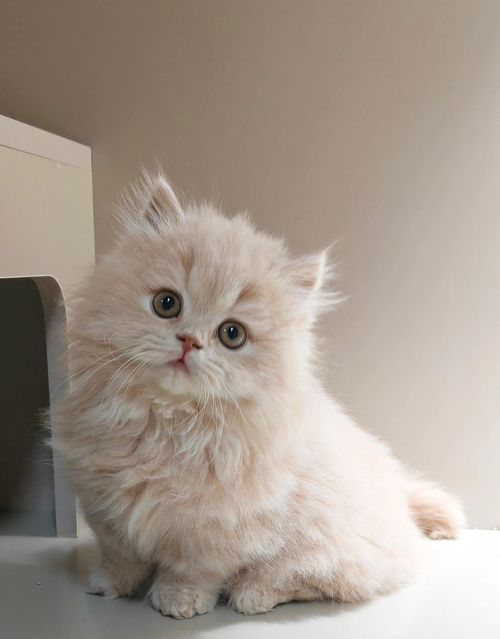 米努特猫