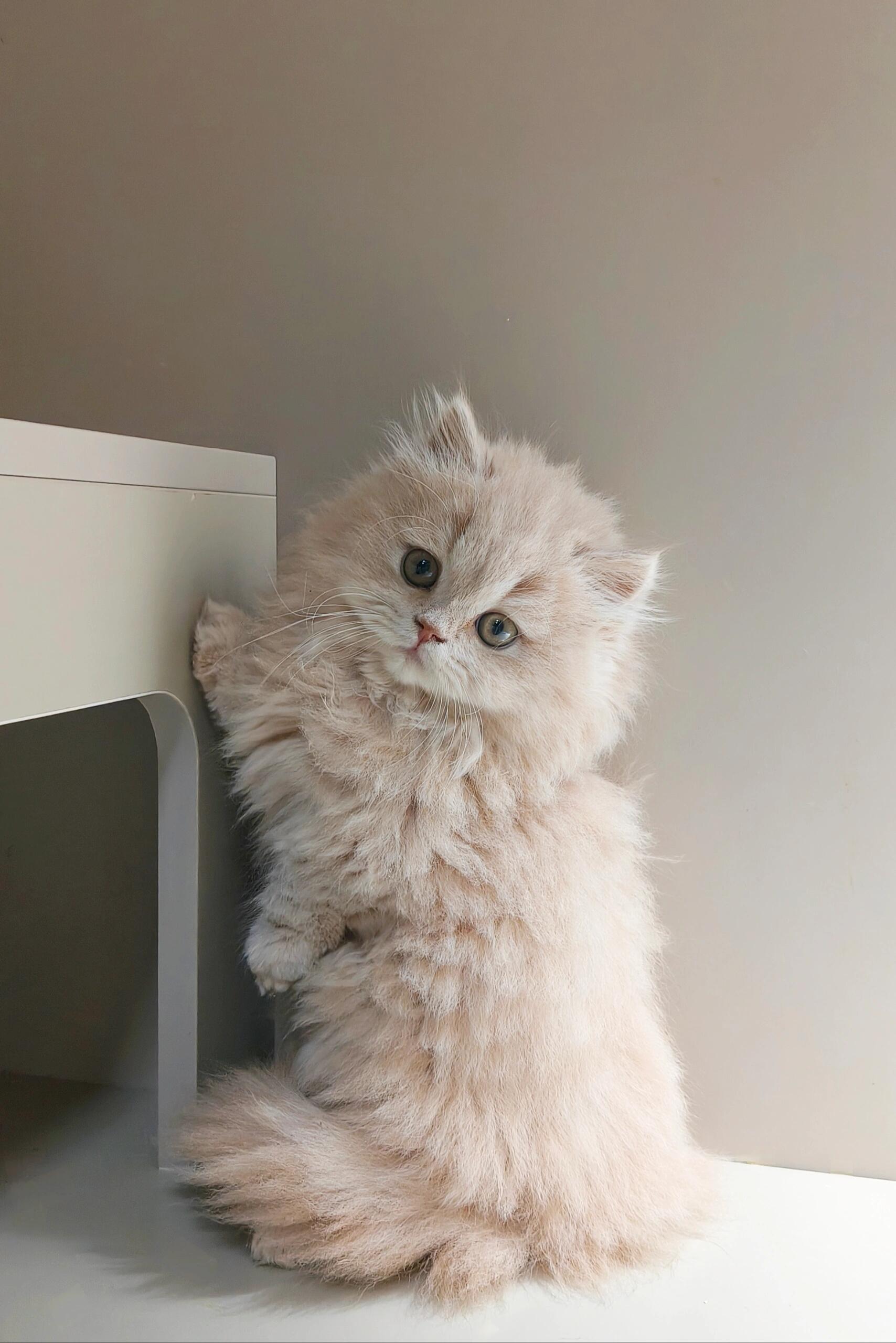 米努特猫