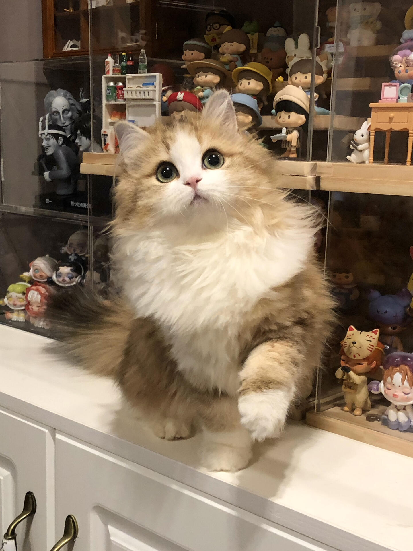 金加白高地猫