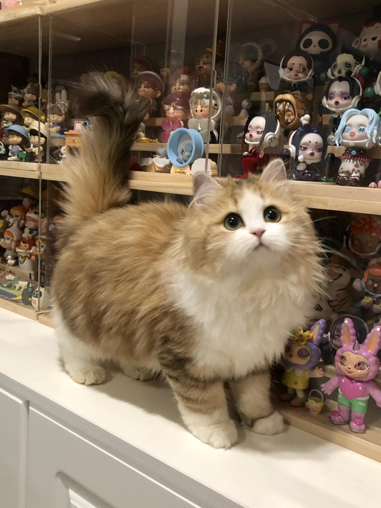 金加白高地猫