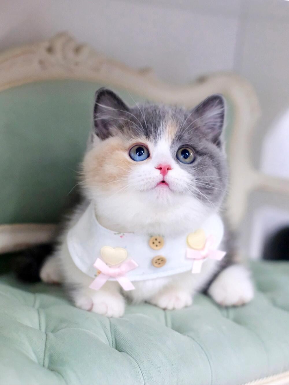 三花矮脚猫