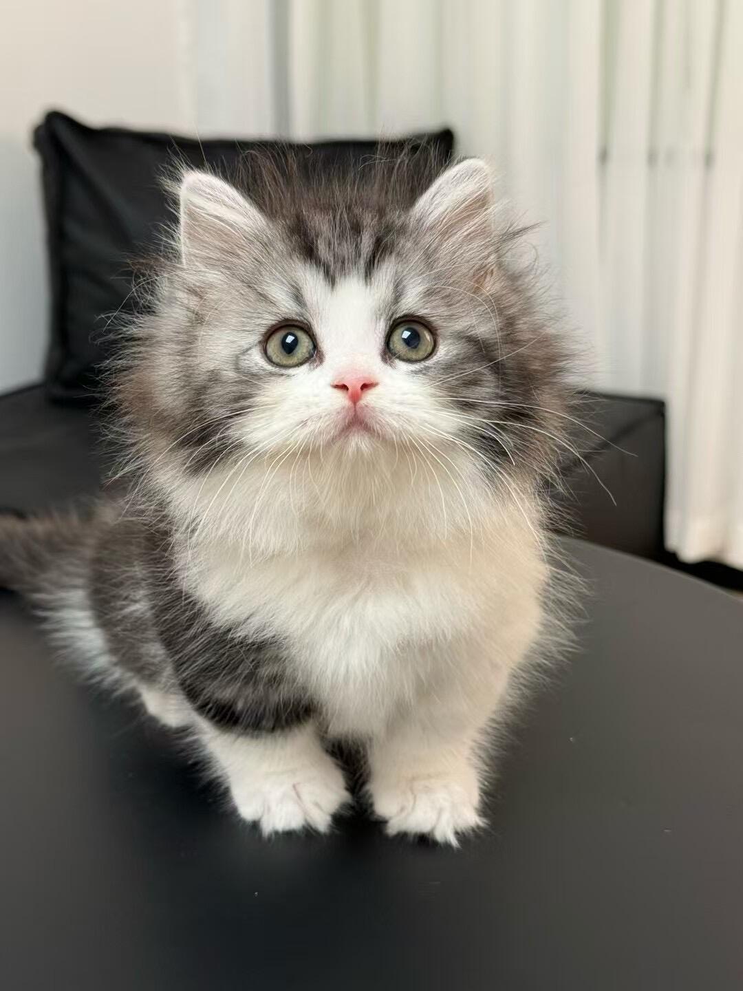美短曼基康猫
