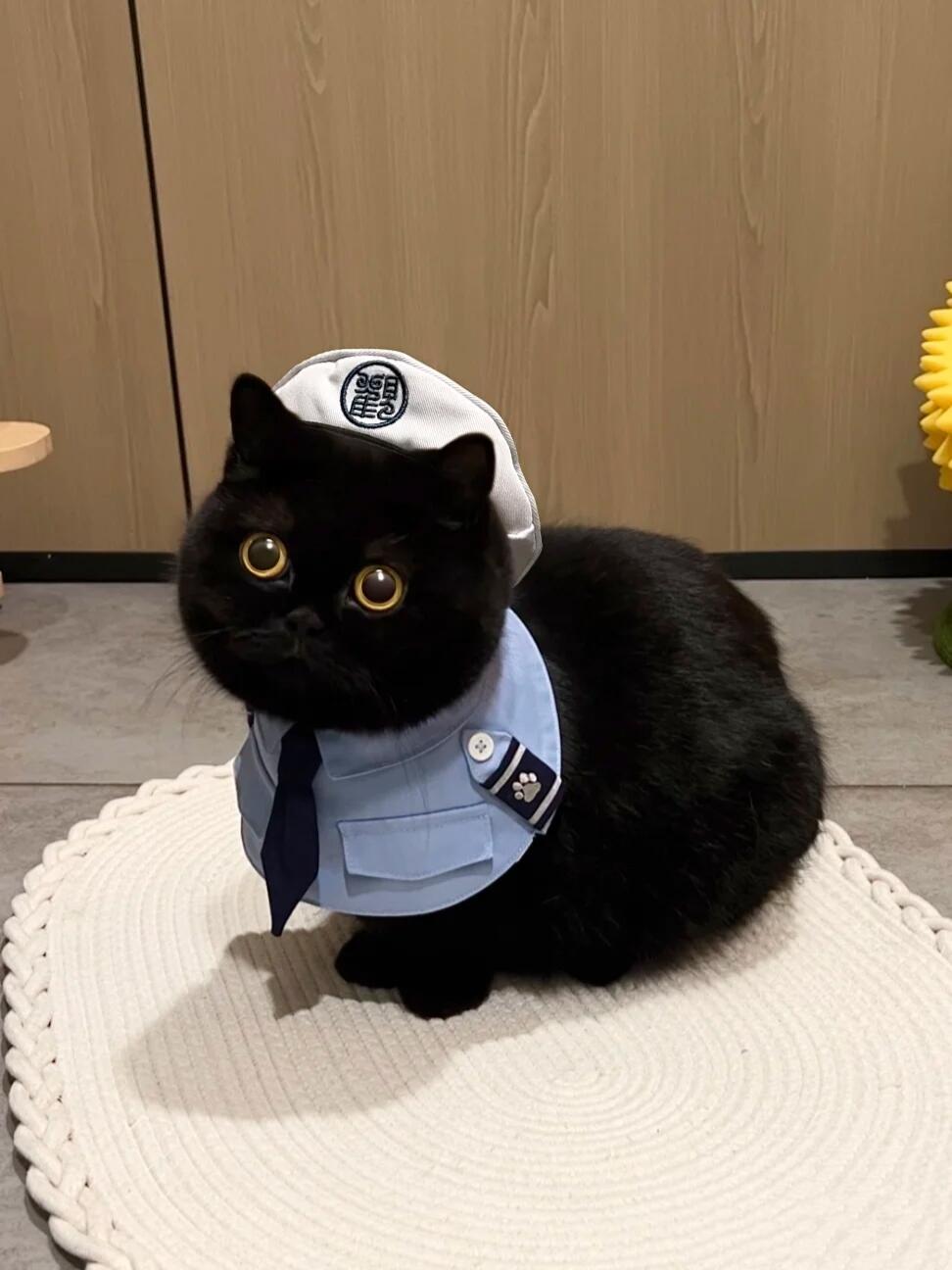 英短曼基康猫